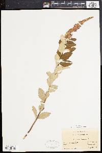 Spiraea tomentosa image