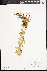 Spiraea tomentosa image