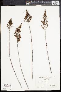 Spiraea tomentosa image