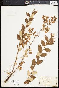 Spiraea tomentosa image