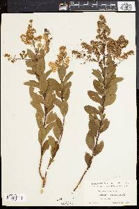 Spiraea tomentosa image