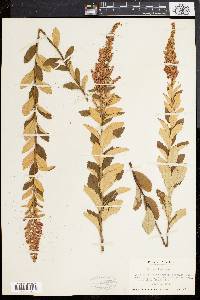 Spiraea tomentosa image