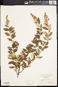 Spiraea tomentosa image