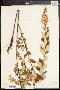 Spiraea tomentosa image