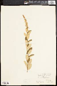 Spiraea tomentosa image