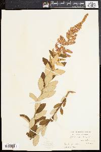 Spiraea tomentosa image