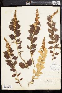 Spiraea tomentosa image