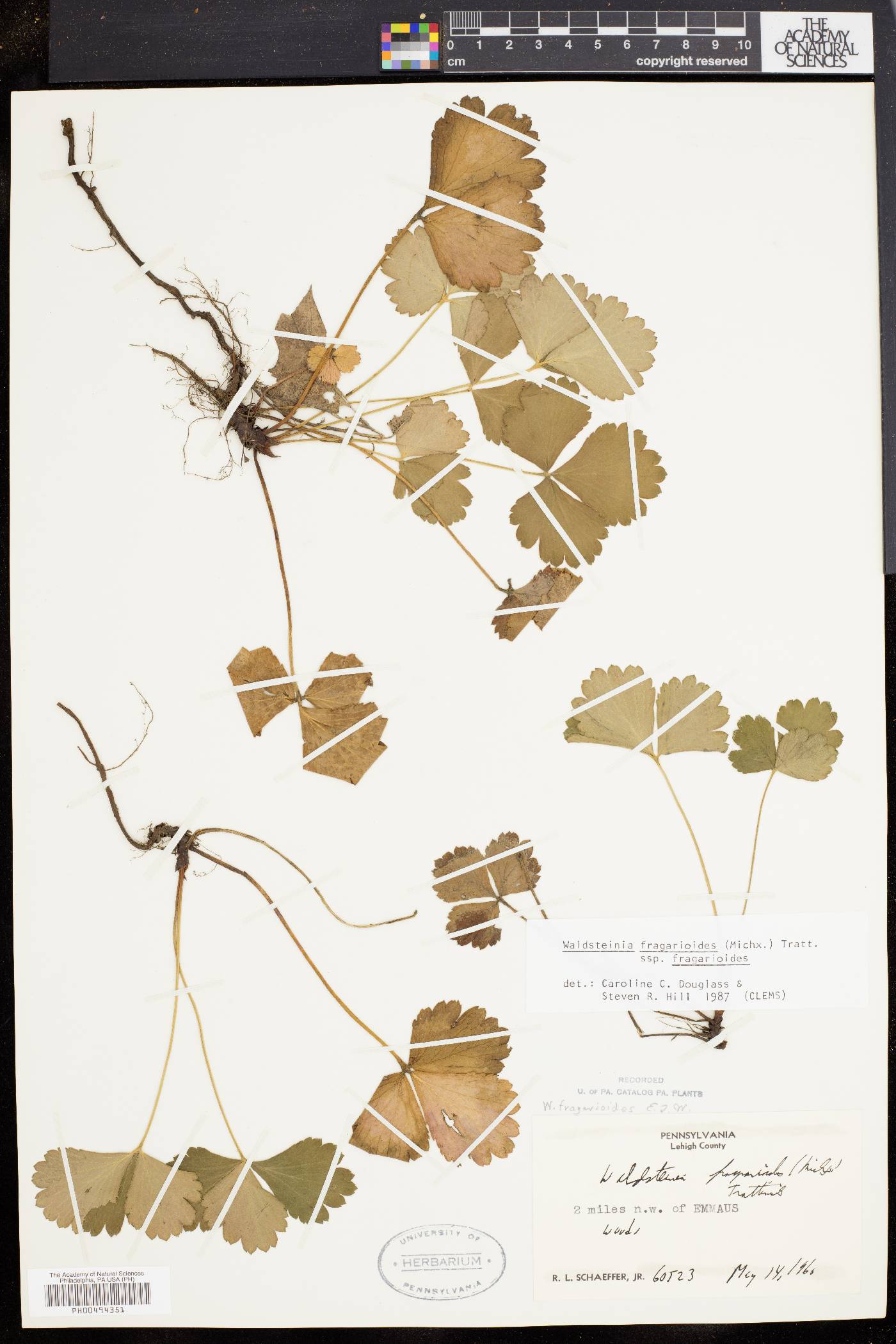 Waldsteinia fragarioides image