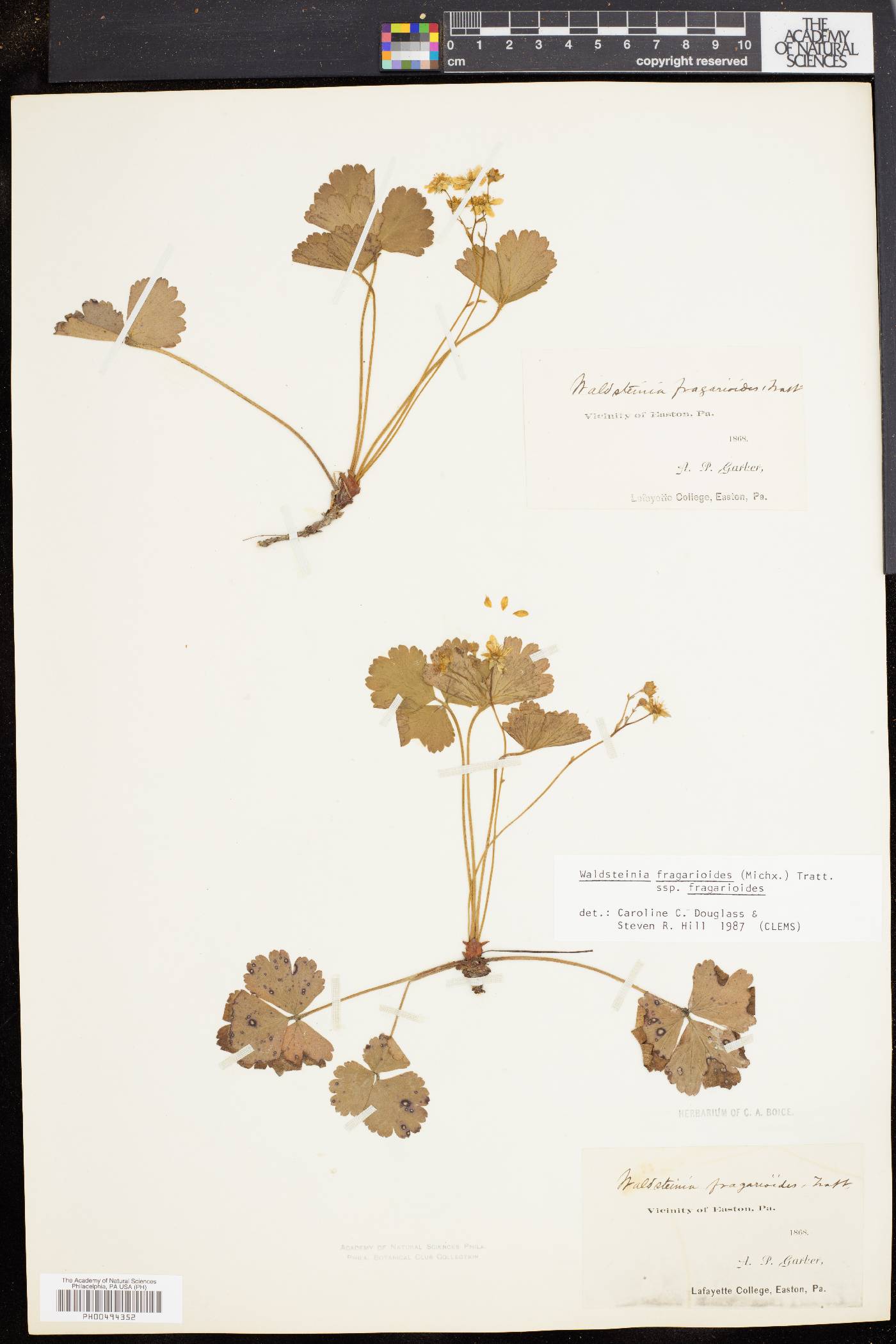Waldsteinia fragarioides image