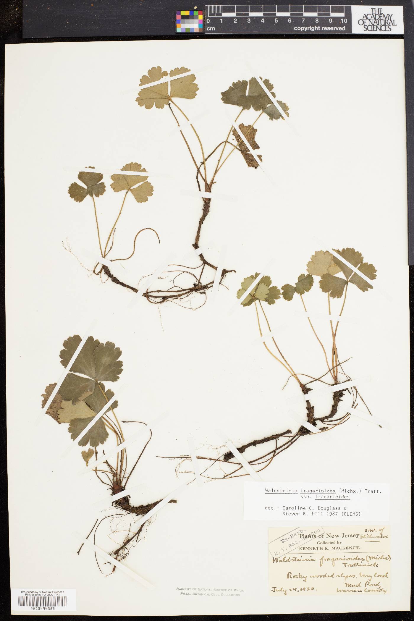 Waldsteinia fragarioides image