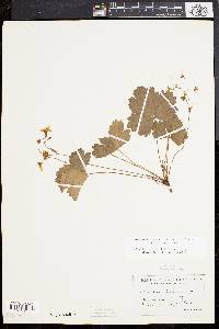 Waldsteinia fragarioides image