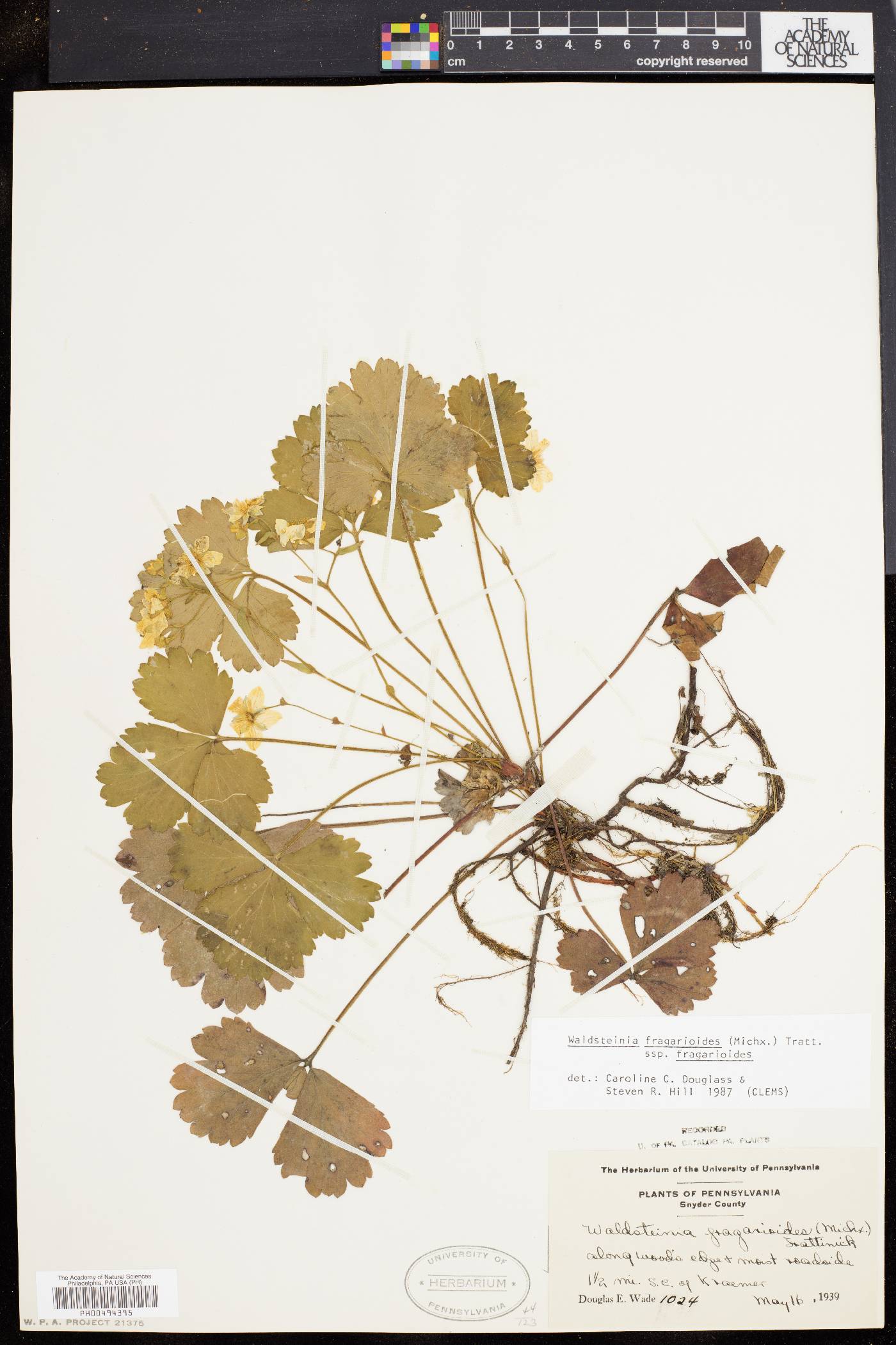 Waldsteinia fragarioides image