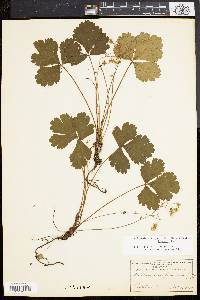 Waldsteinia fragarioides image