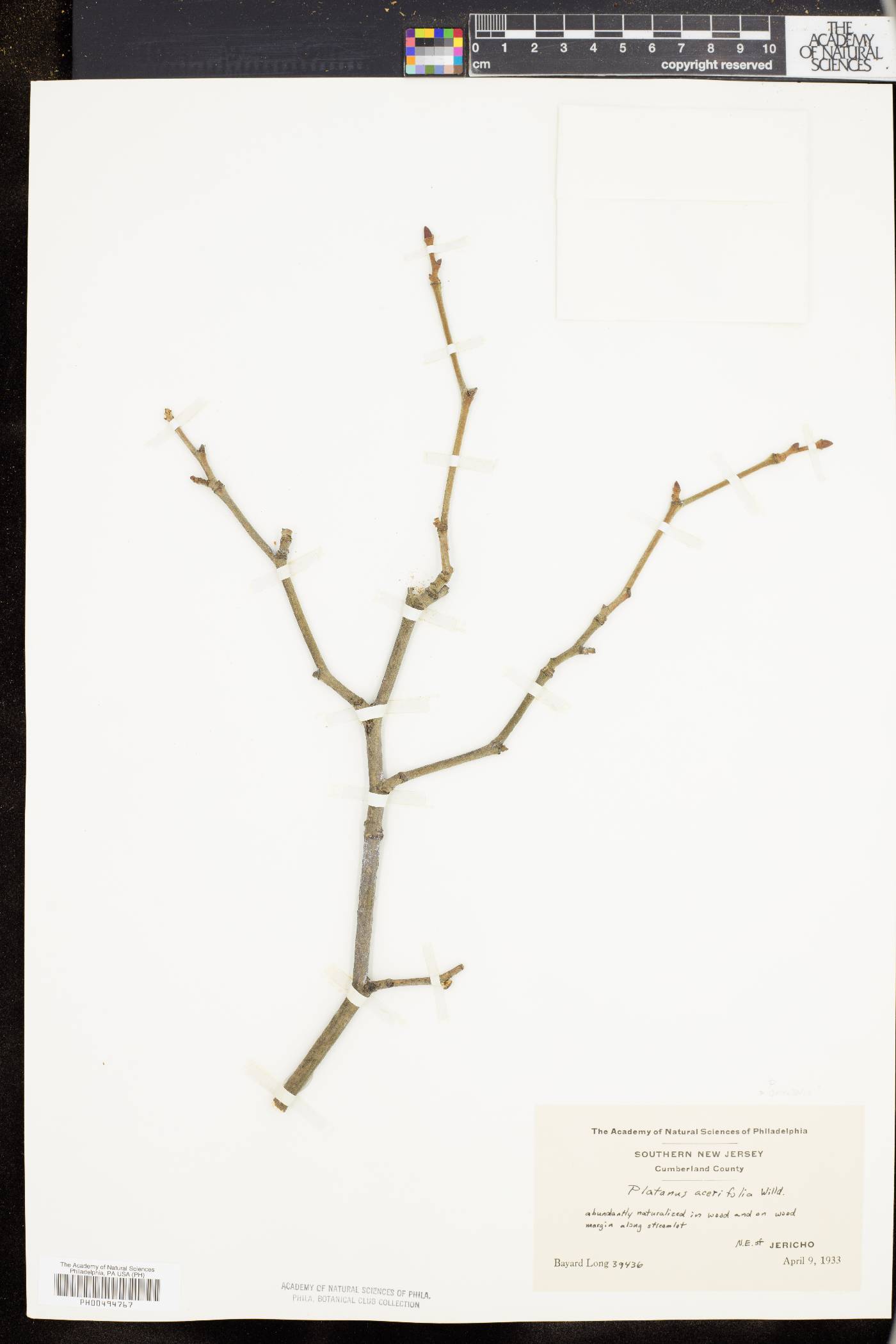 Platanus orientalis image