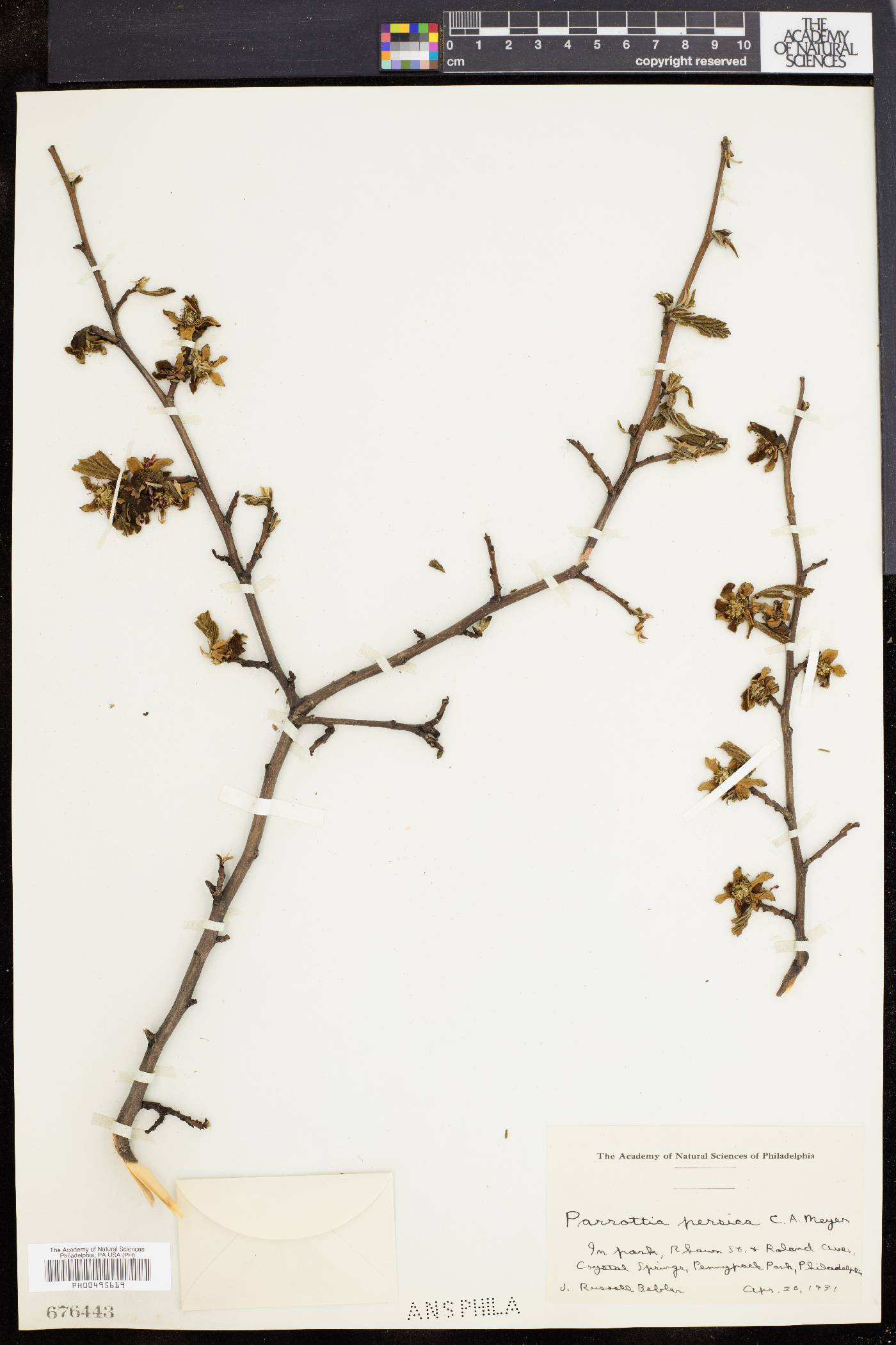 Parrotia persica image