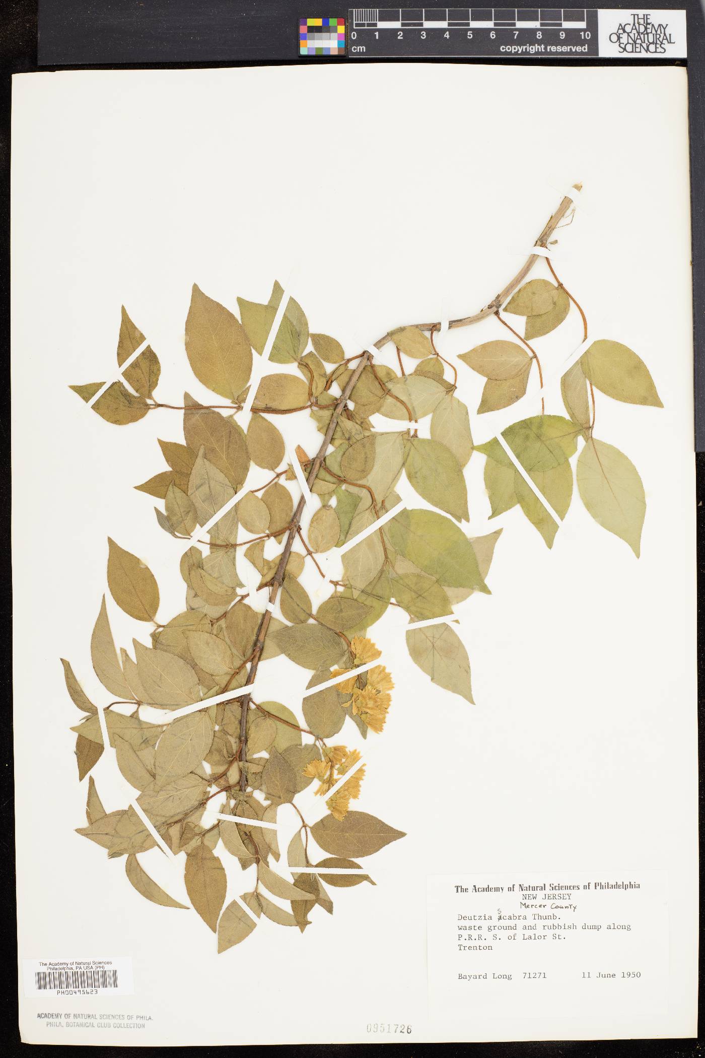 Deutzia scabra image