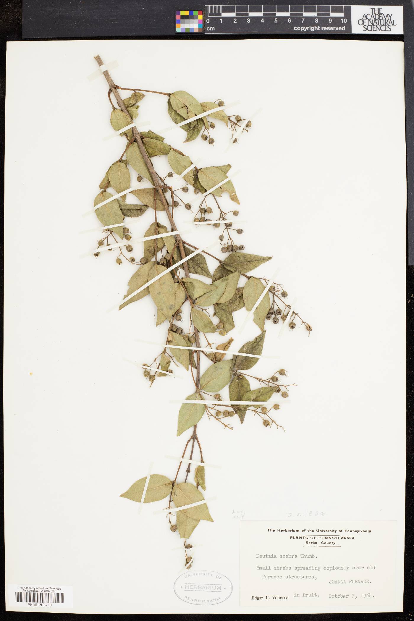 Deutzia scabra image