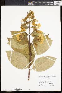 Hydrangea paniculata image