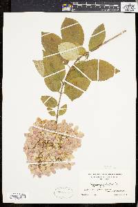 Hydrangea paniculata image