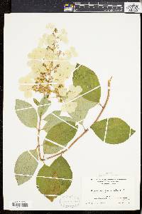 Hydrangea paniculata image