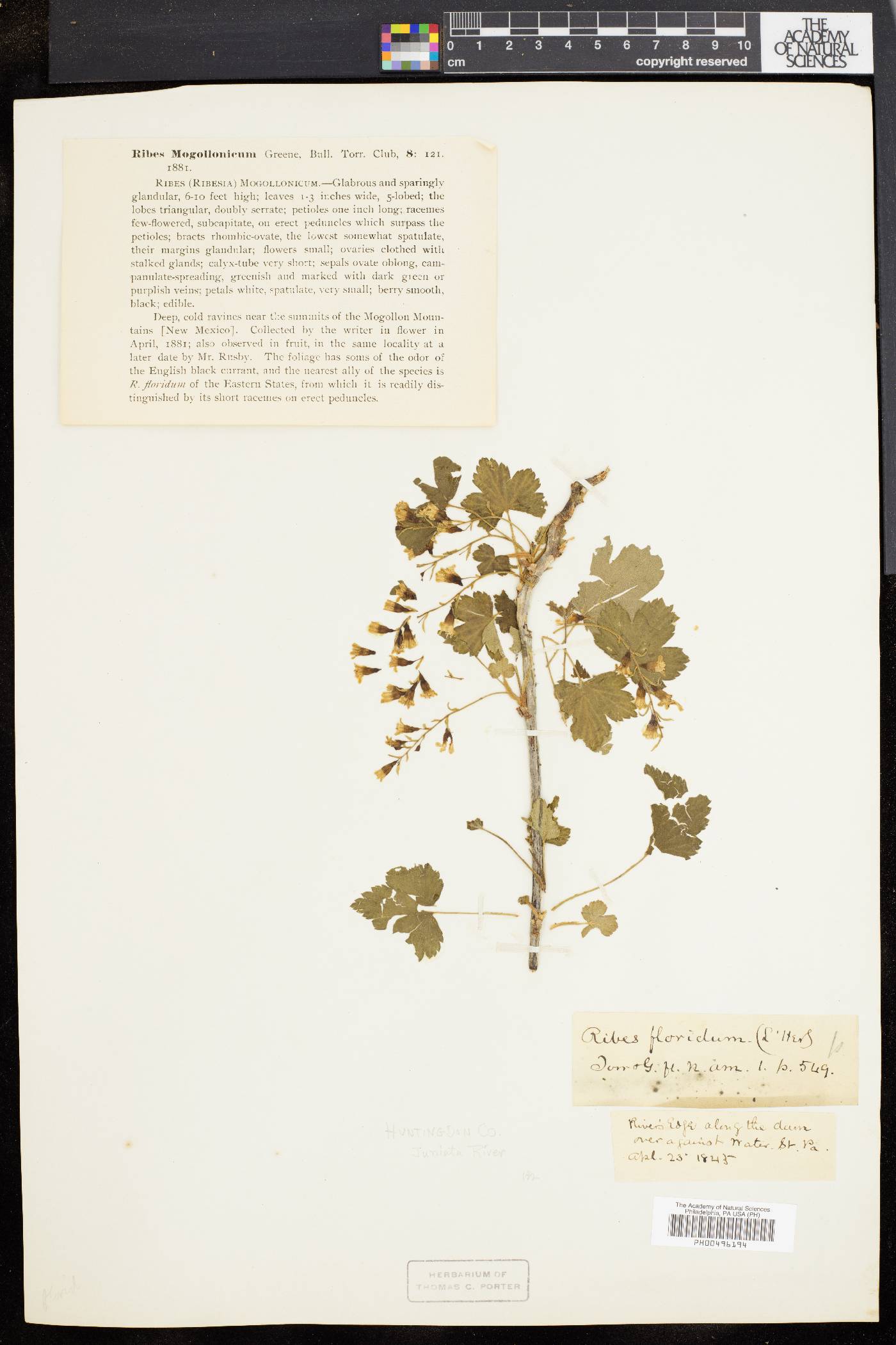 Ribes floridum image
