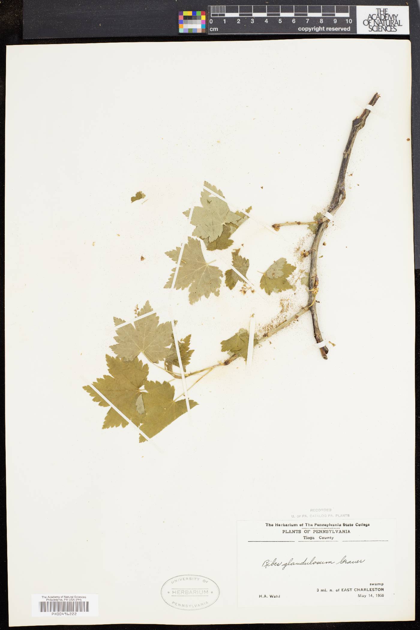 Ribes glandulosum image