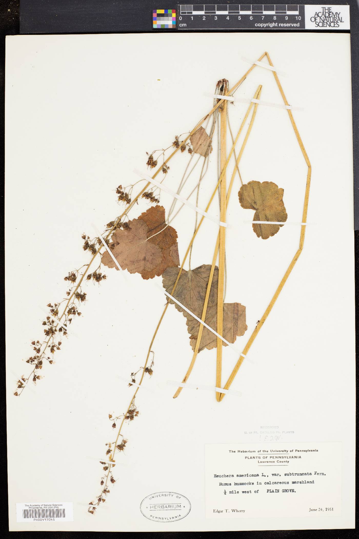 Heuchera americana var. subtruncata image