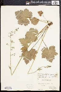 Heuchera americana image