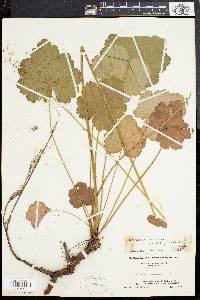 Heuchera americana image