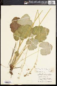 Heuchera americana image