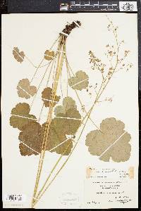 Heuchera americana image