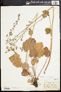 Heuchera americana image