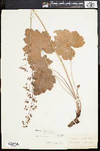 Heuchera americana image