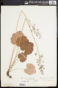 Heuchera americana image