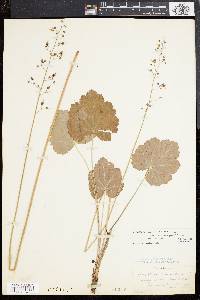 Heuchera americana image