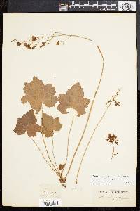 Heuchera pubescens image