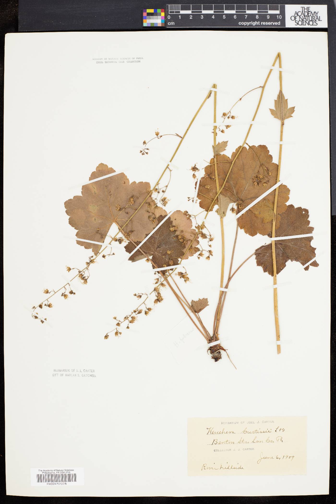 Heuchera pubescens image