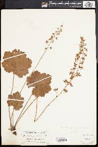 Heuchera pubescens image