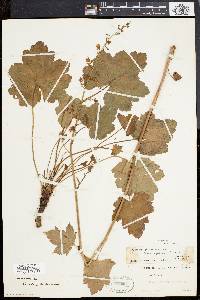 Heuchera pubescens image