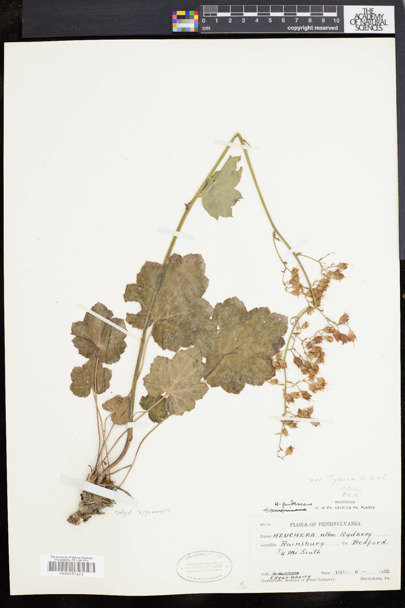 Heuchera alba image
