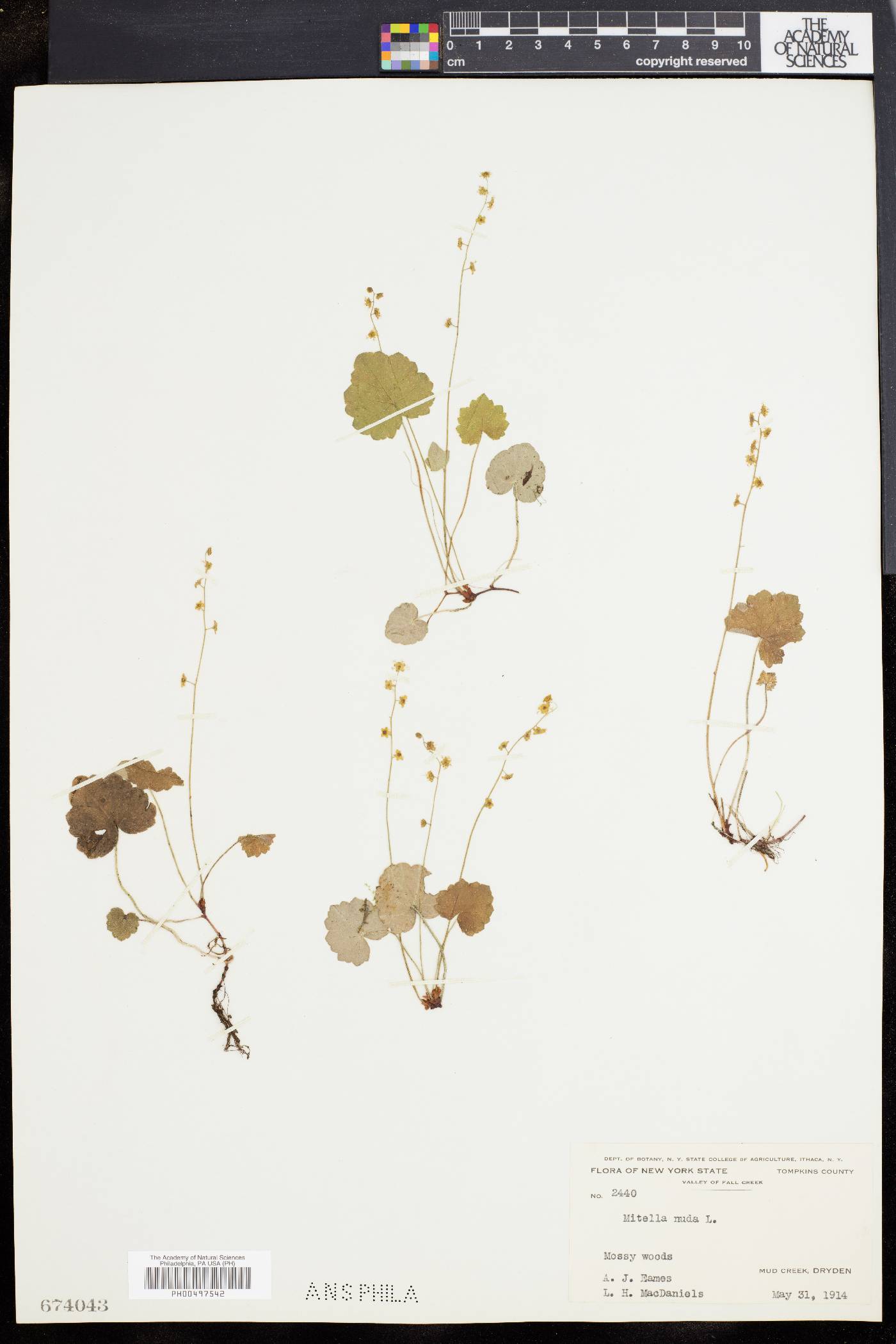 Mitella nuda image