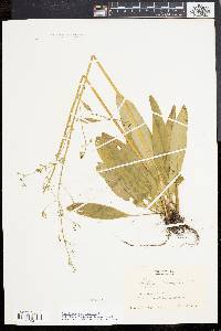 Micranthes pensylvanica image