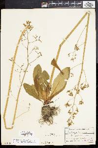 Micranthes pensylvanica image