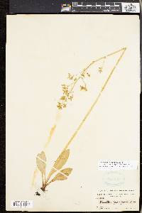 Micranthes pensylvanica image