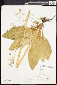 Micranthes pensylvanica image