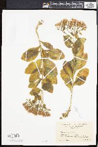 Sedum telephioides image