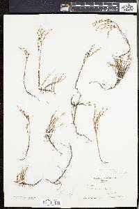 Sedum sexangulare image