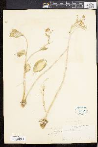 Sedum alboroseum image
