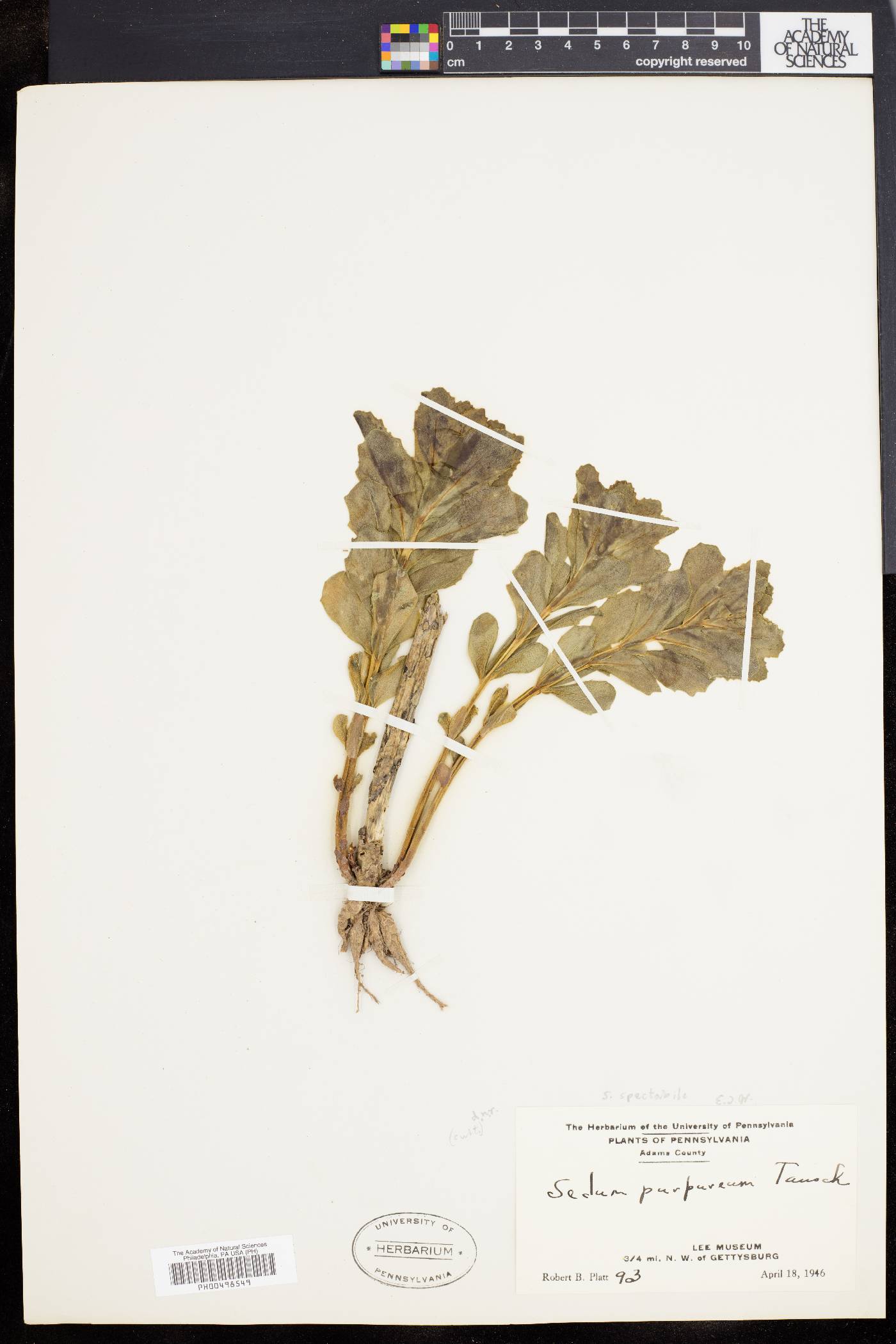 Sedum spectabile image