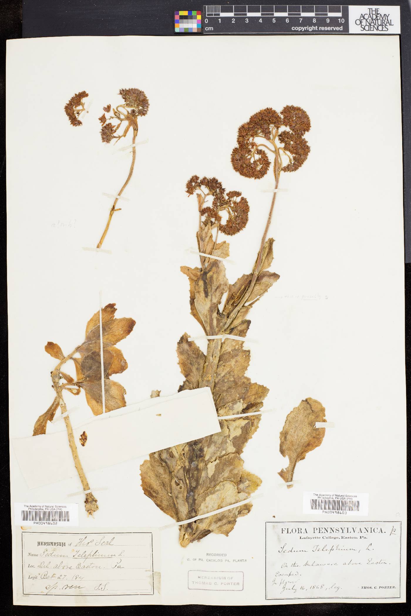 Sedum telephium image